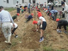 さつまいも掘り 2022年9月26日 JA周桑壬生川